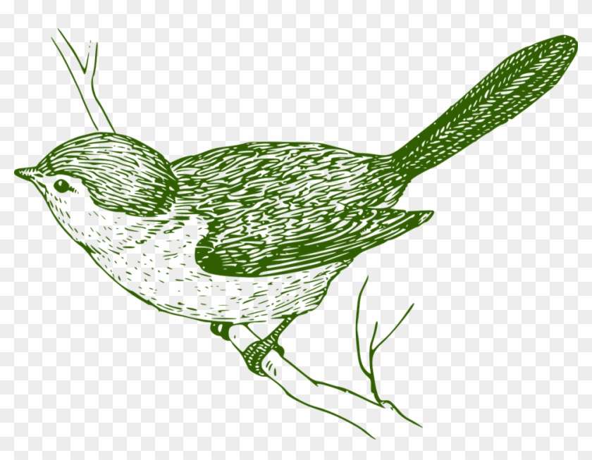 Free Bird Vector 29, Buy Clip Art - Bird On A Branch Sketch #352546