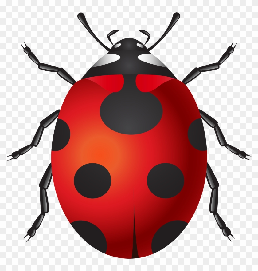 Ladybug Png Clip Art - Ladybug Png Clip Art #354089