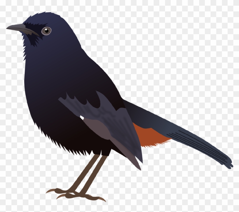 Kreisel Technologies - Koel Bird Png #354598