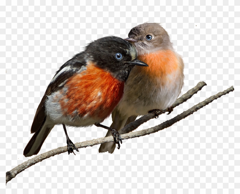 Bird European Robin Clip Art - Bird European Robin Clip Art #354689