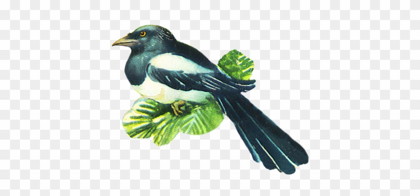 Magpie Clipart Robin - Clipart Megpie Robbin #354759