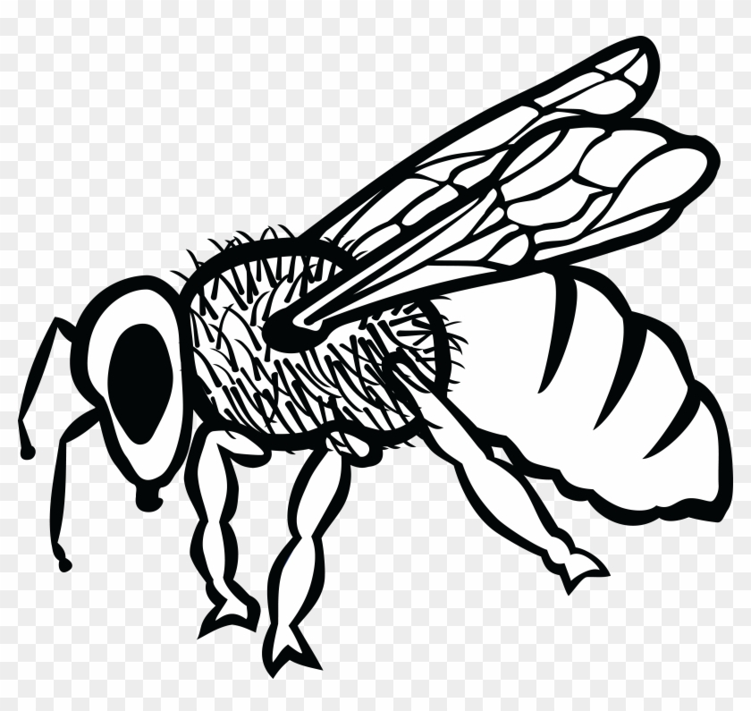 Free Clipart Of A Bee - Arı Karakalem #355159