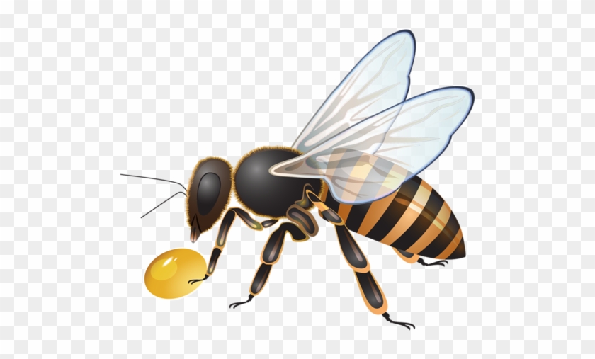 Пчела, Abeja, Abelha, Png - Net-winged Insects #356015