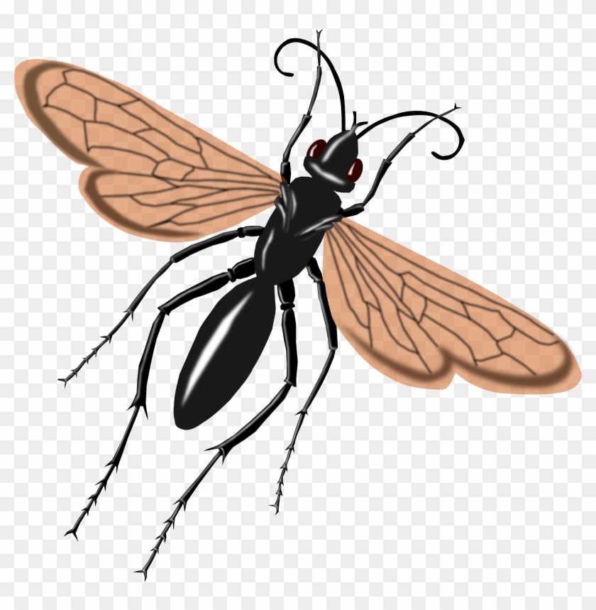 Hawk Wasp - Hawk Wasp #356272