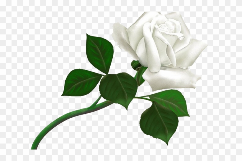 White Rose Png Transparent Images - White Rose Png #357252