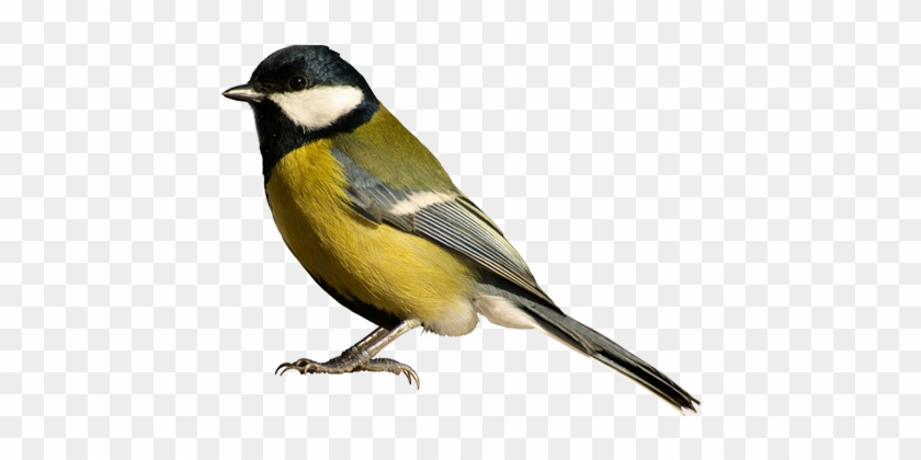 Birds Png Available In Different Size Image - Bird White Background #358172