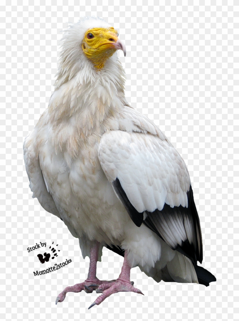 Egyptian Vulture Cute #358204