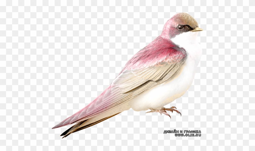Beautiful Birds Png - Beautiful Birds Png #358206