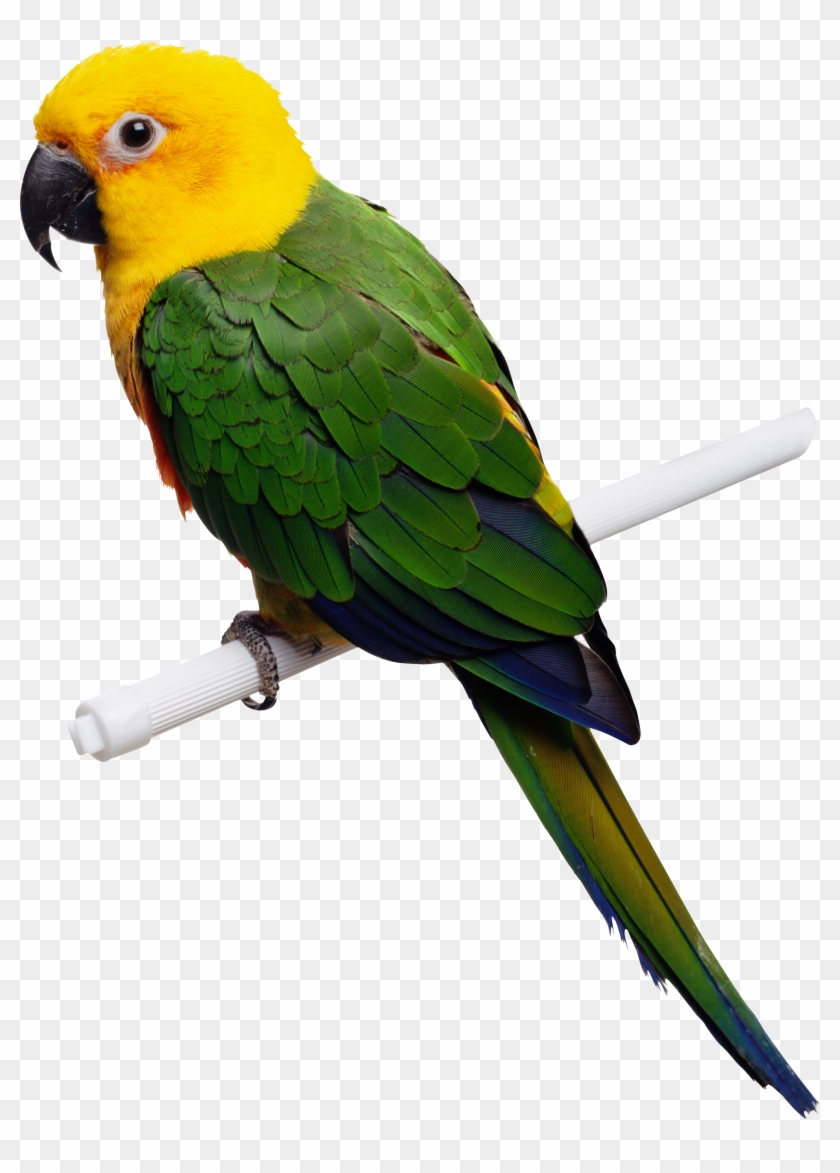 Green-yellow Parrot Png Images, Free Download - Parrot Green And Yellow #358275