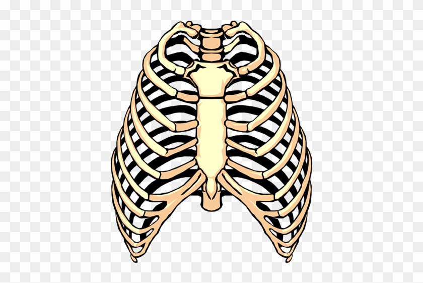 Spare Ribs Barbecue Rib Cage Clip Art - Rib Clipart #358598