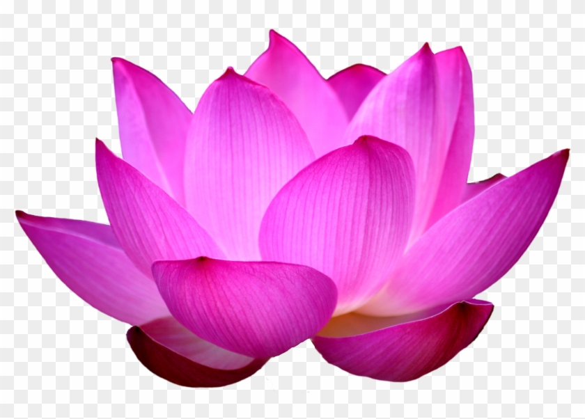 Clipart Images For Lotus Black & White - Lotus Flower Png #358906