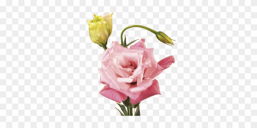 Lisianthus - Lisianthus Flower Png #359043