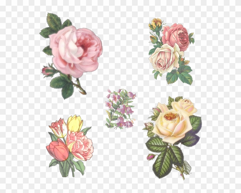 Rose, Flowers, Campanula, Bellflower, Floral, Garden - Transparent Background Vintage Flowers Png #359785