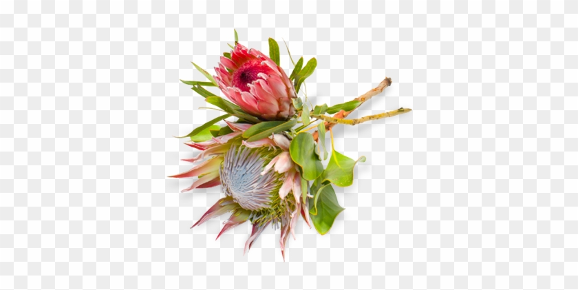 Protea Flower Png #360116