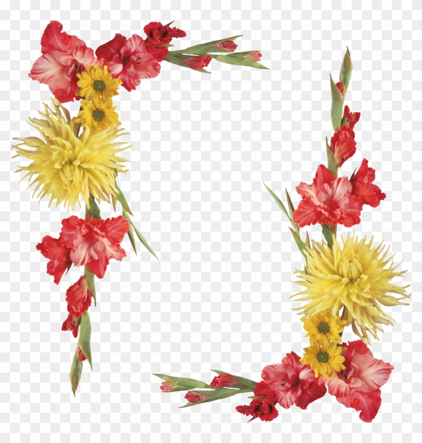 Flower Biology Ornament Vignette Photography - Gladiolus Border #360436