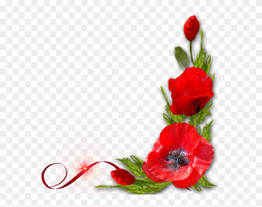 Coins Bordures - Page - David's Garden Seeds Flower Poppy Corn D1611 (red) #363994