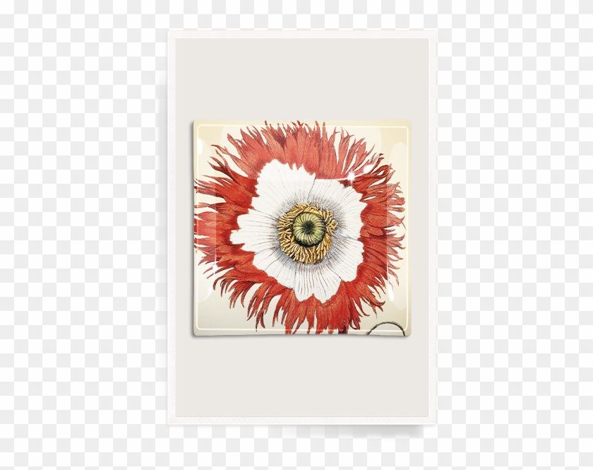 2 Decoupage Glass Tray - Giclee Painting: Ornamental Poppies, From The Hortus #364228