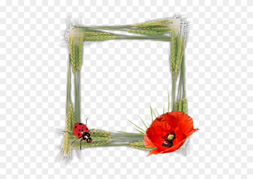 Cadres Et Bordures - Picture Frame #364413