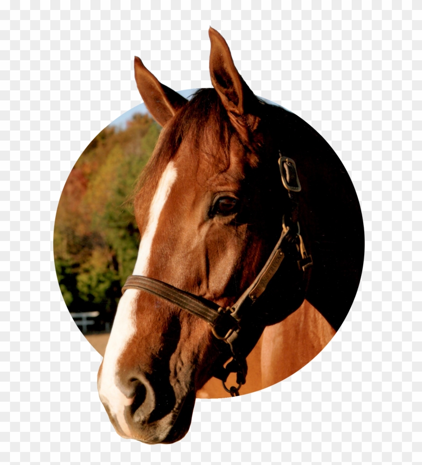 Effective For Your Animals & Pets Including - Horse #364648