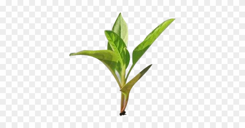 Plant - Indira's Objective Agricultural Extension : Mcqs For #366151
