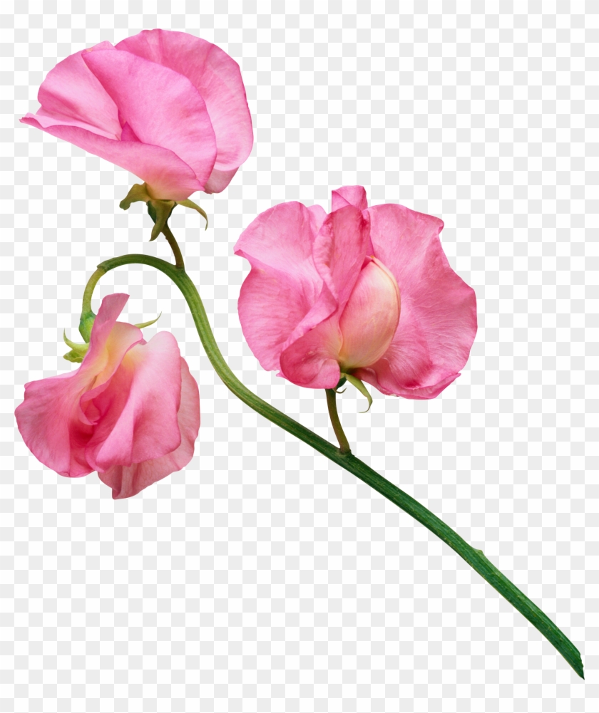Patio Sweet Peas Unique Ñ†ð²ðµñ‚ð¾ðº Ðÿð¾ð¸ñ Ðº Ð² - Sweet Pea Flowers Clipart #368921