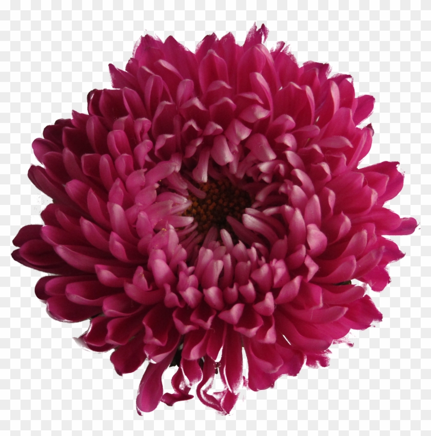 Chrysanthemum - Purple Red Flowers Transparent #376311