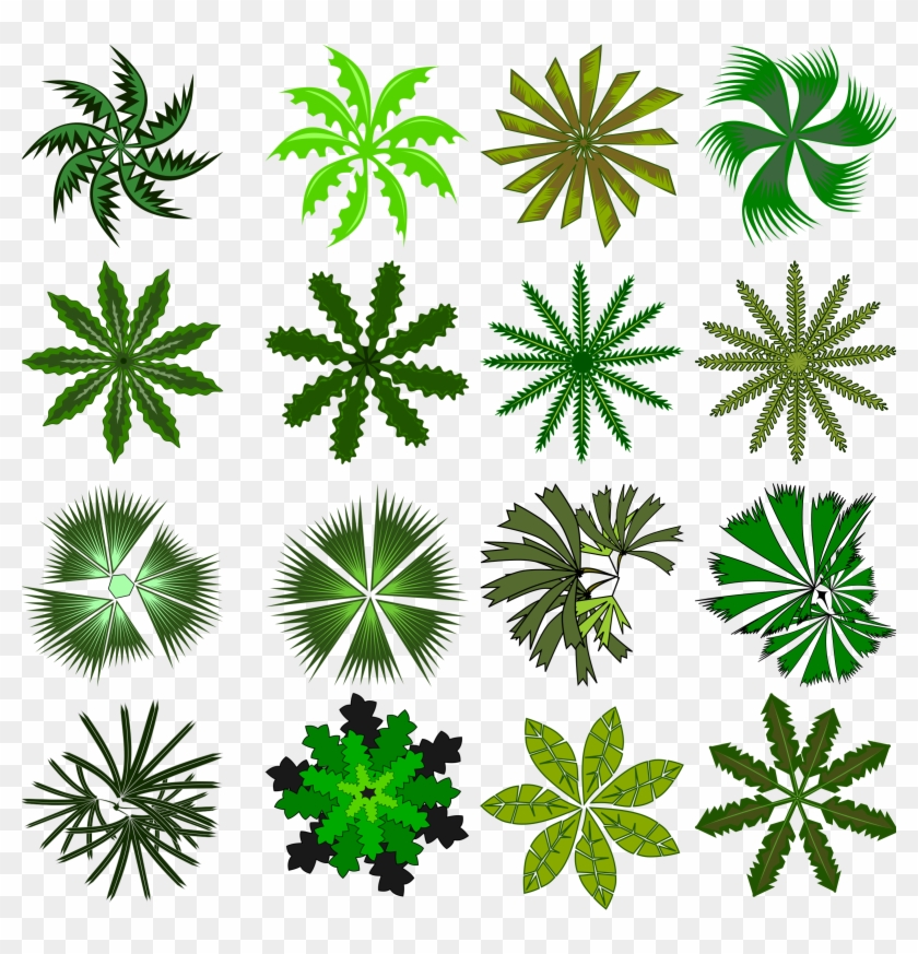Cp Paurb Texture Palm Big Png With Alpha Trees Lugher - Palm Top View #382705