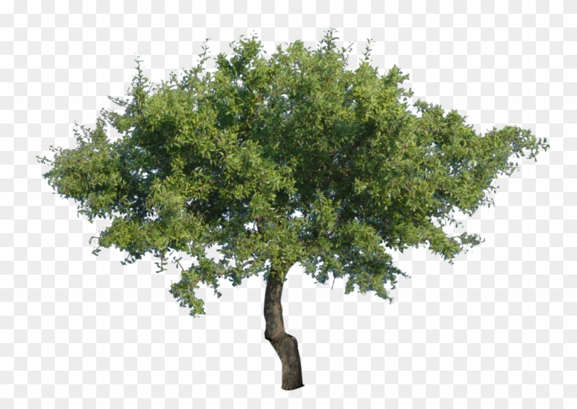 Tree 2 By Bupaje - Tree Png #382940