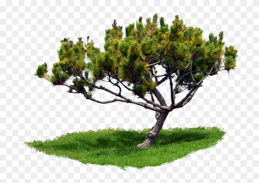 Tree With Grass Pine At Park Png Dsc 0146 By Annamae22 - Tree With Grass Png #382948