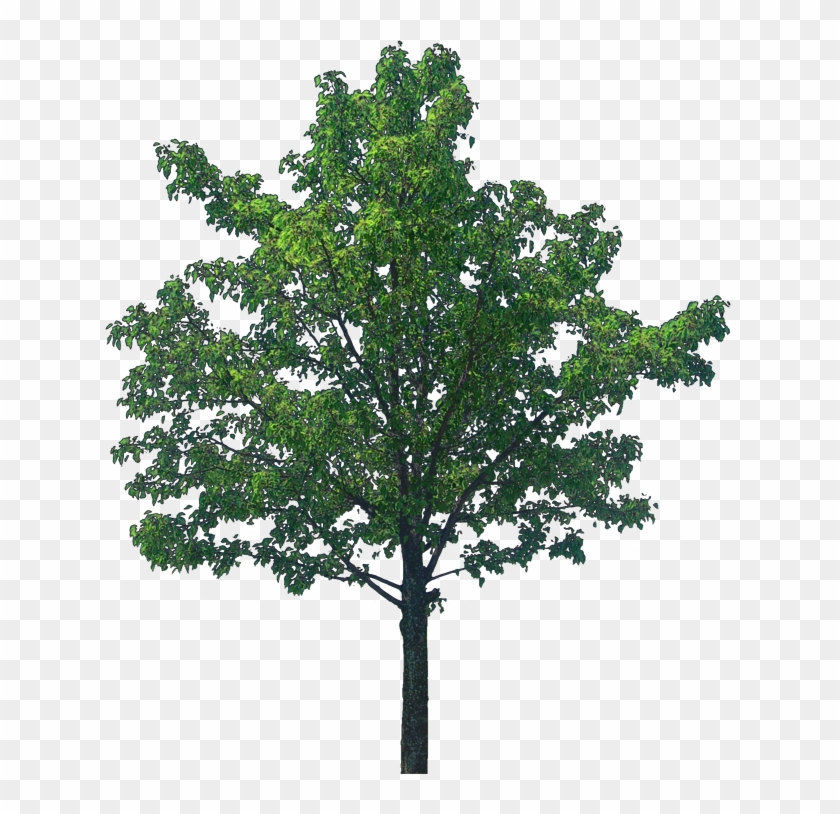 Oak Tree Png Transparent Image - Tree Textures #382976