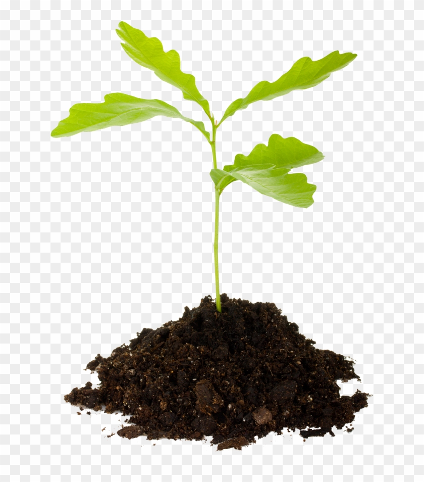 Last Chance For Spring 2013 Tree Planting - Tree Sapling Transparent #383436