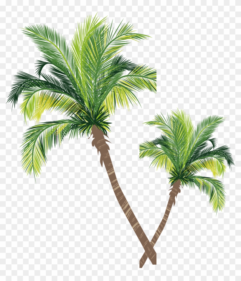 Asian Palmyra Palm Coconut Tree Euclidean Vector - Clw Clear Tpu Case For Iphone 6plus / 6s Plus - California #383528