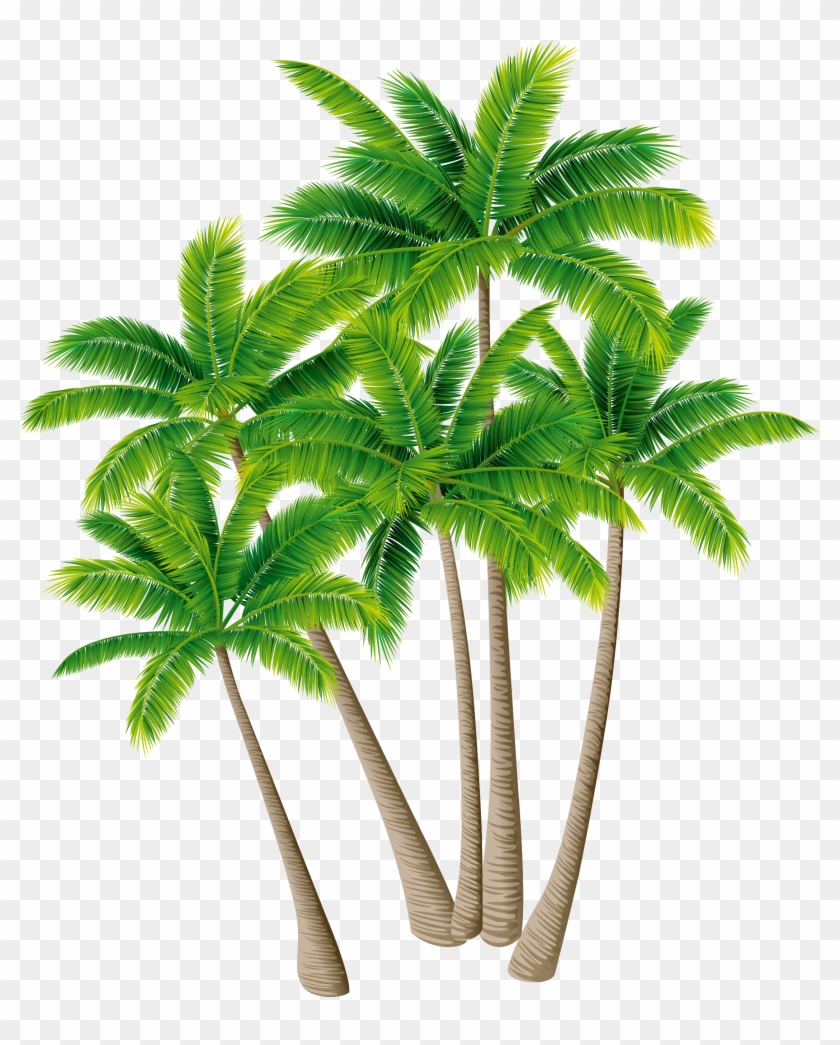 Coconut Tree Arecaceae Download - Coconut #383530