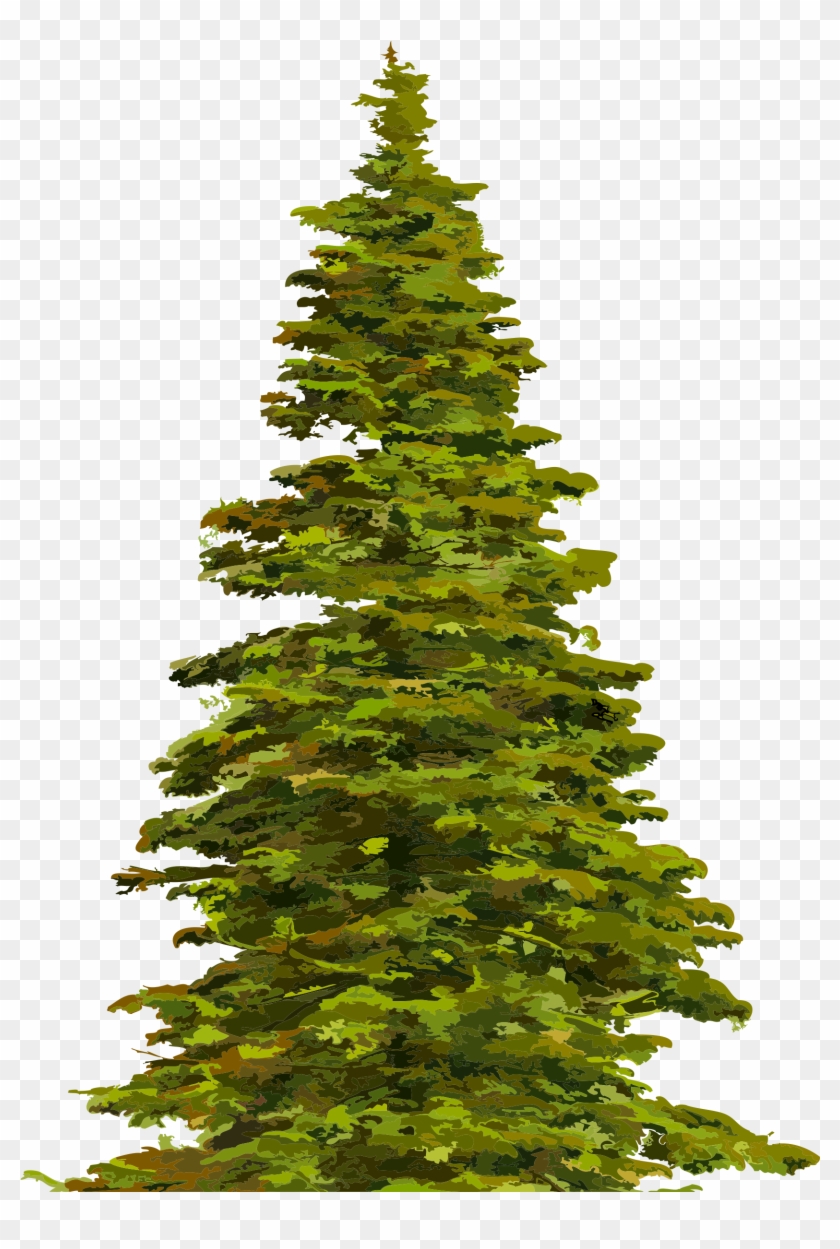 Spruce Clipart - - Spruce Clipart - #383540