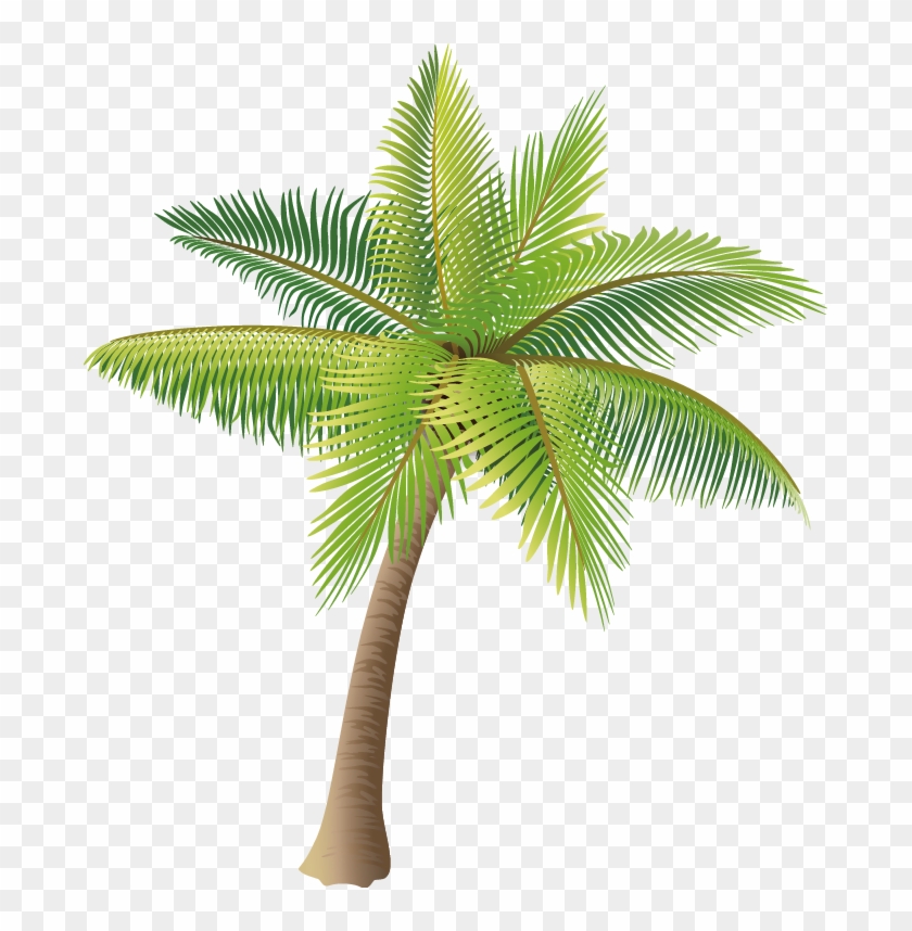 Coconut Tree Vector Material Png - Palm Tree Vector Png #383563