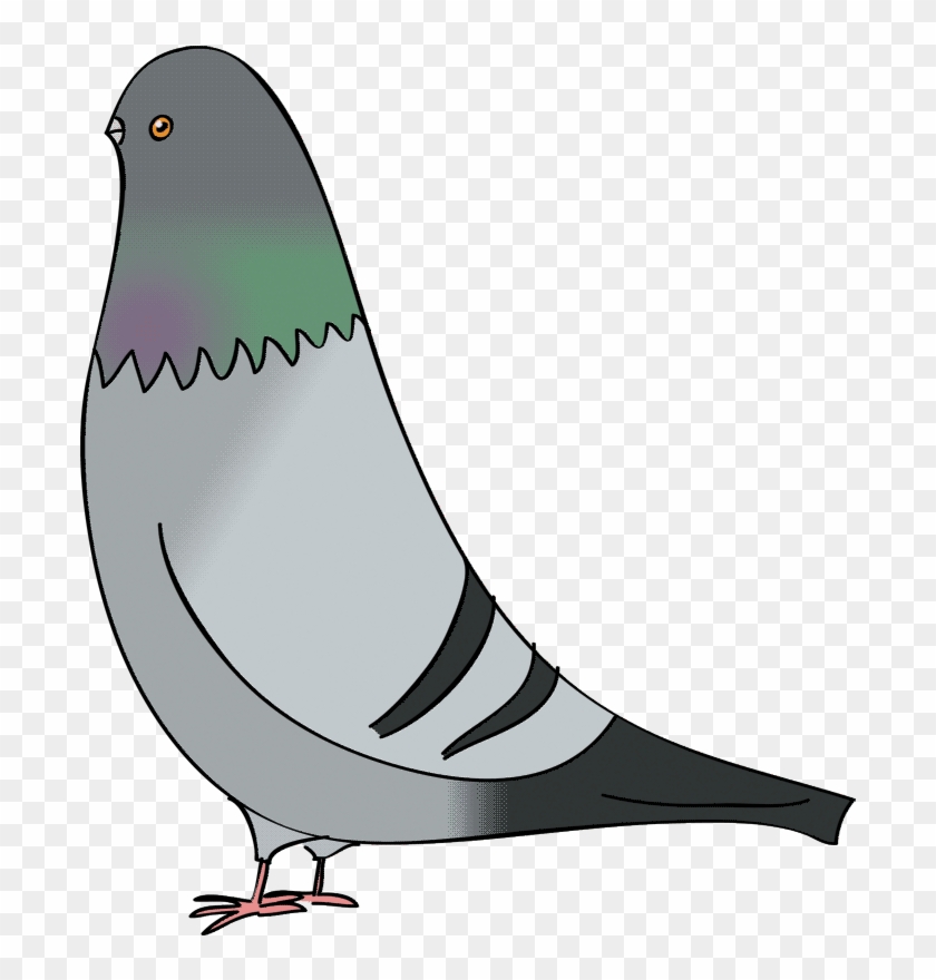 Columbidae Domestic Pigeon Bird Drawing Clip Art - Columbidae Domestic Pigeon Bird Drawing Clip Art #384709