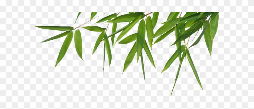 Bamboo Clipart Transparent - Queen Cool Gel Memory Foam Mattress Topper Underlay #384744