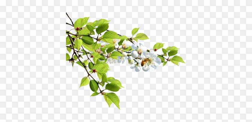 Tree Branch Vector Png Branch Psd, Vectors - Graybunny Gb-6851 Deluxe Clear Window Bird Feeder, #384757