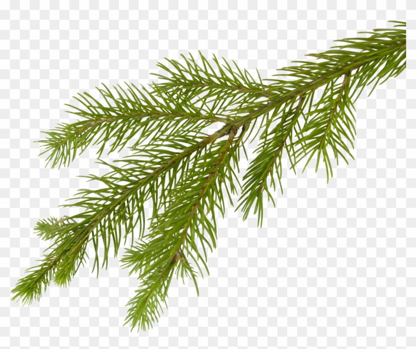 Fir-tree Png Image - Magical Christmas Tree (uk) Cd #385097