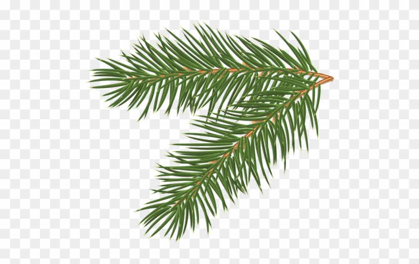 Free Realistic Pine Tree Branch Vector 1118 - Pine Tree Branch #385144