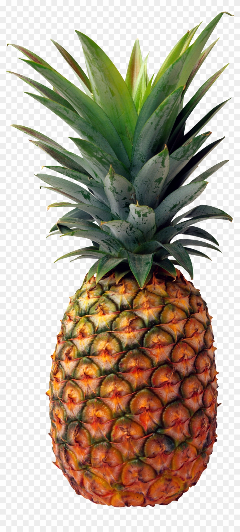Pineapple Clipart Clear Background - Natural And Man-made [book] #385229