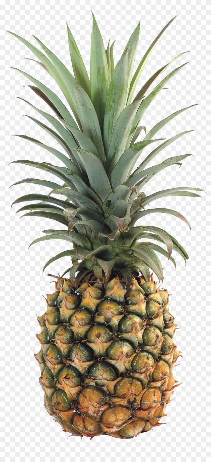   Pineapple Clipart #385251
