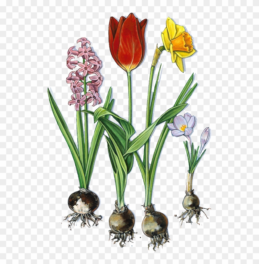 Déco - Frühblüher Clipart #385730