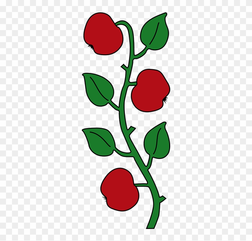 Rose Vine Cliparts 21, - Affoltern Am Albis #385979