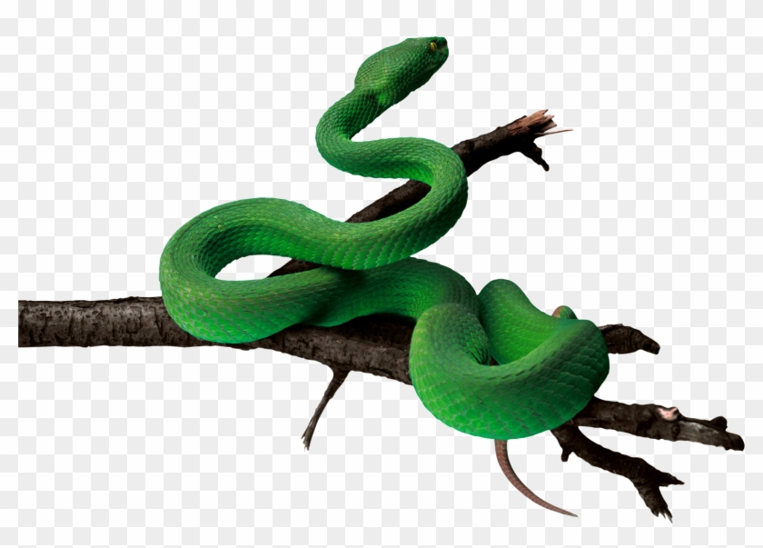 Serpent Clipart Transparent Background - Anaconda .png #63321