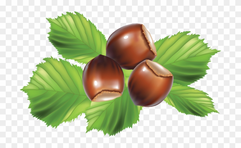 Hazel Nut Clipart #387283