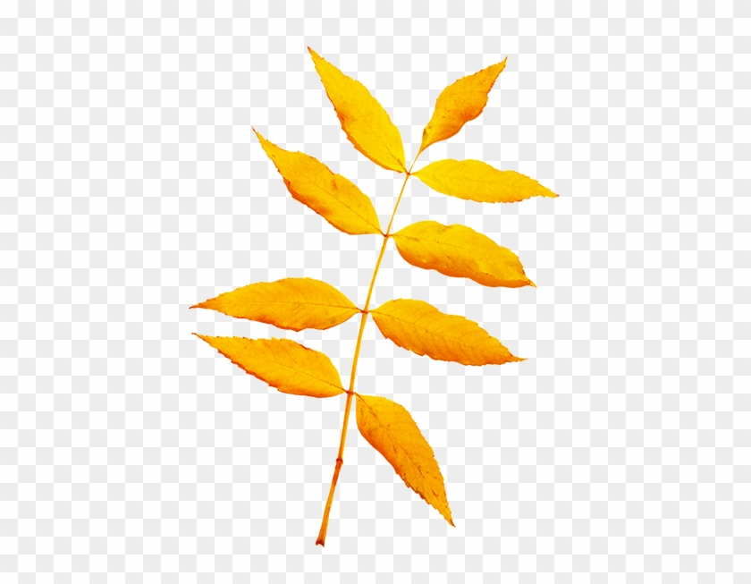 Beautiful Leaf Png #388440