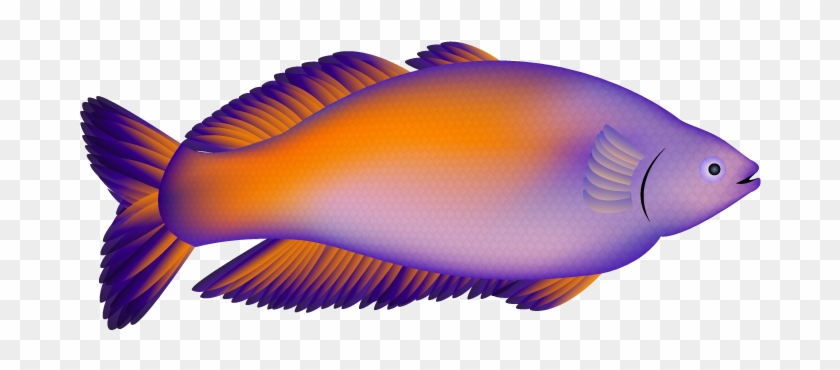 Bosemani Rainbowfish - Boeseman's Rainbowfish #388699