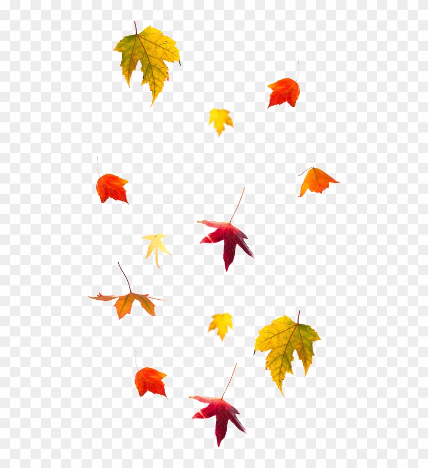 The Gallery For > Falling Autumn Leaves Png Falling - Beautiful Skin Santa Fe #389008