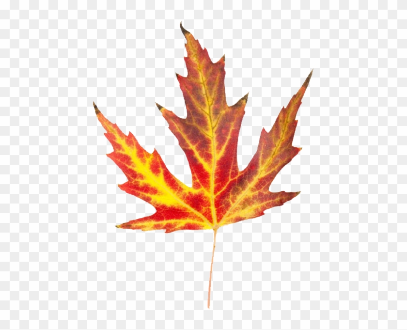Great Clip Art For The Autumn Season - Autumn #389032